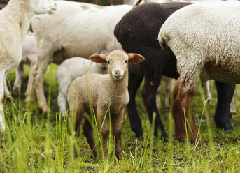 Brown lamb, Ovis orientalis aries - SLF000423