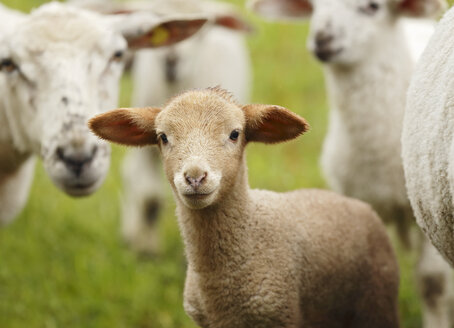 Porträt eines braunen Lamms, Ovis orientalis aries - SLF000424