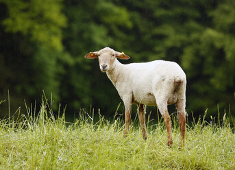 Hausschaf, Ovis orientalis aries, stehend bei Regen auf einer Wiese - SLF000425