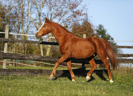 Deutschland, Baden-Württemberg, Hohenlohe, Warmblut, Equus ferus caballus, Sorrel, Wallach trabend - SLF000433