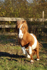 Deutschland, Baden-Württemberg, Hohenlohe, Minishetty-Pony, Equus ferus caballus, Skewbald-Pferd, Gestütsgalopp - SLF000436