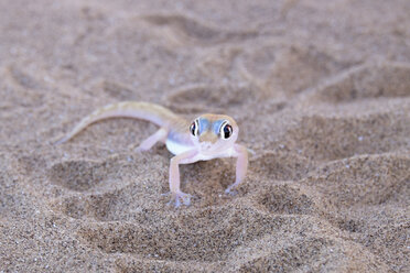 Afrika, Namibia, Namib-Wüste, Swakopmund, Palmatogecko, Pachydactylus rangei, auf Sand - HLF000496