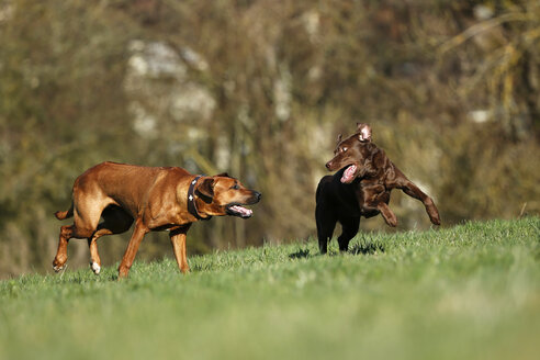 Rhodesian Ridgeback und brauner Labrador Retriever, Canis lupus familiaris, beim Spielkampf auf einer Wiese - SLF000439