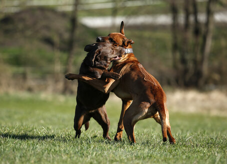 Rhodesian Ridgeback und brauner Labrador Retriever, Canis lupus familiaris, beim Spielkampf auf einer Wiese - SLF000438