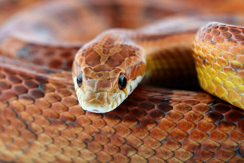 Corn snake, Pantherophis guttatus, partial view - MJOF000034