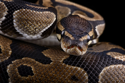 Königspython, Python regius, Teilansicht, lizenzfreies Stockfoto