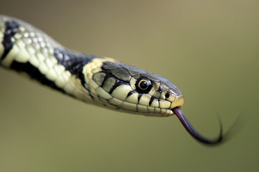 Europäische Ringelnatter, Natrix, natrix, mit herausgestreckter Zunge - MJOF000043