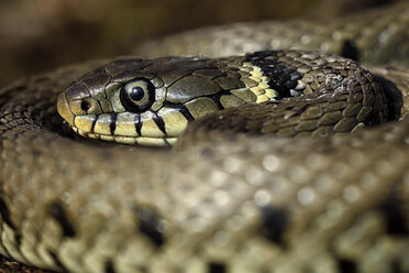 European Grass Snake, Natrix, natrix - MJOF000045