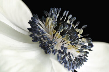 Detail of white anemone in front of black background - MJOF000049