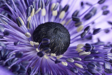 Detail of violet anemone - MJOF000011