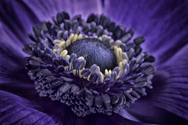 Detail einer violetten Anemone - MJOF000008