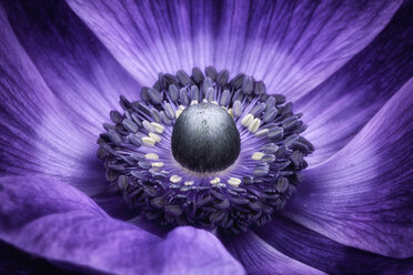 Detail of violet anemone - MJOF000012