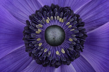 Detail of violet anemone - MJOF000007