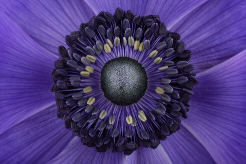 Detail einer violetten Anemone - MJOF000007