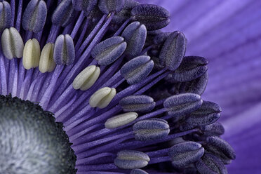 Detail of violet anemone - MJOF000013