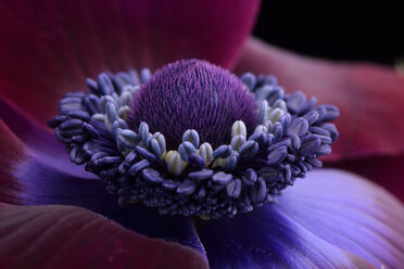 Detail einer violetten Anemone - MJO000014