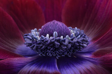 Detail einer violetten Anemone - MJO000015