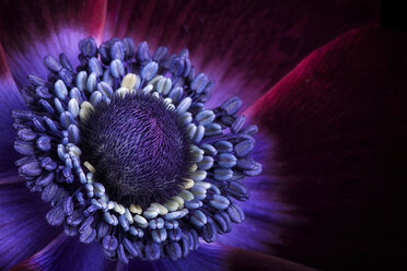 Detail einer violetten Anemone - MJO000016