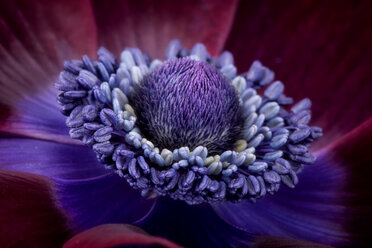 Detail einer violetten Anemone - MJO000005