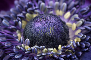 Detail of violet anemone - MJOF000017