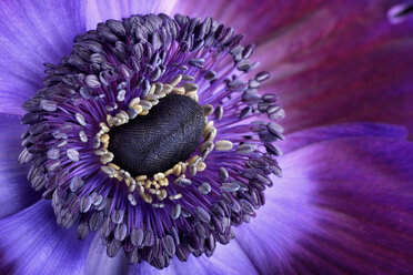 Detail einer violetten Anemone - MJO000004