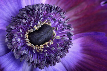 Detail of violet anemone - MJO000004