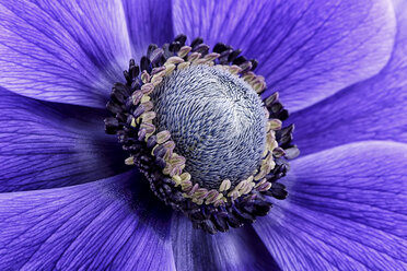 Detail of violet anemone - MJOF000018