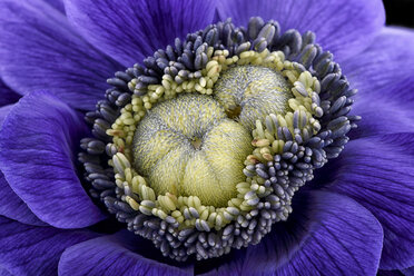 Detail of violet anemone - MJO000003