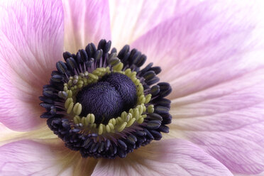 Detail einer rosa Anemone - MJOF000019