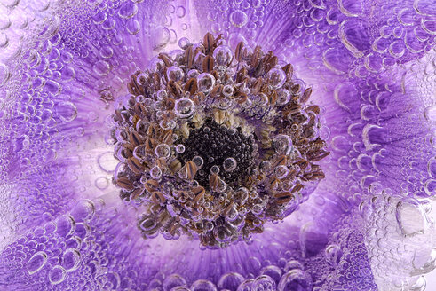 Detail einer violetten Anemone unter Wasser - MJOF000002