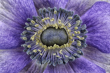 Detail einer violetten Anemone - MJOF000020