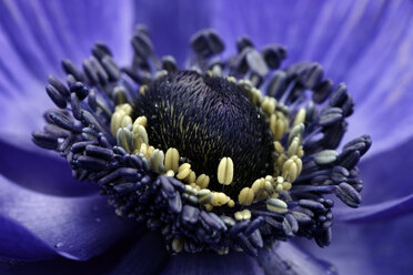 Detail of violet anemone - MJOF000001