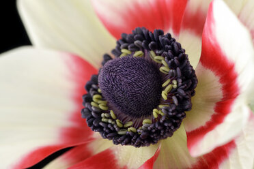 Detail of red-white anemone in front of white background - MJOF000021