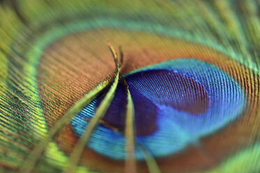 Detail of peacock's feather - MJOF000027