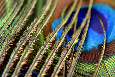 Detail of peacock's feather - MJOF000028