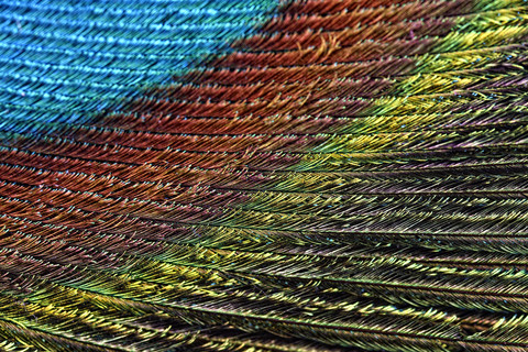 Detail of peacock's feather stock photo