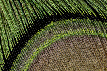 Detail of peacock's feather - MJOF000009