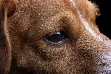 Kopf eines Jack Russel Terriers, Teilansicht - MJOF000059