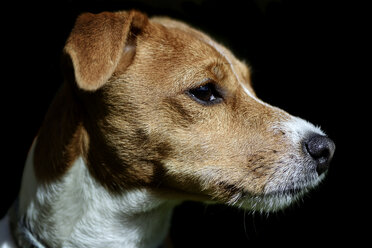 Porträt eines Jack Russel Terriers vor einem schwarzen Hintergrund - MJOF000074