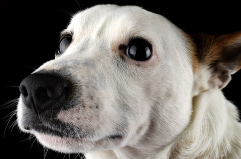 Porträt eines Jack Russel Terriers vor einem schwarzen Hintergrund, lizenzfreies Stockfoto