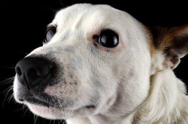 Portrait of Jack Russel Terrier in front of black background - MJOF000075