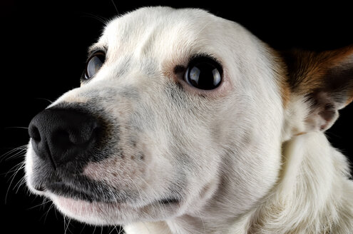 Porträt eines Jack Russel Terriers vor einem schwarzen Hintergrund - MJOF000075