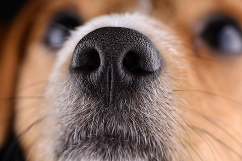 Nase des Jack Russel Terriers, lizenzfreies Stockfoto