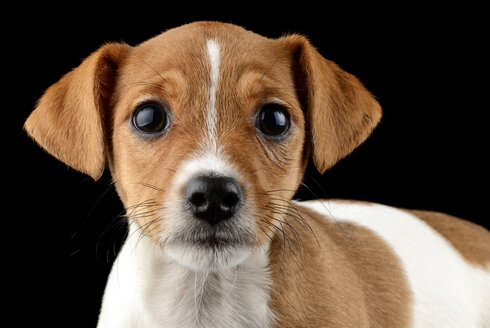 Portrait of Jack Russel Terrier puppy in front of black background - MJOF000078