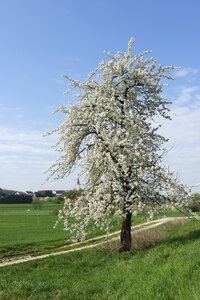 Deutschland, Bayern, Oberbayern, Großmehring, Katharinenberg, Katharinenkirche hinter blühendem Baum - LB000736