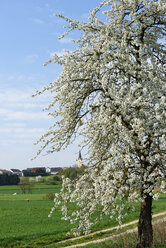 Deutschland, Bayern, Oberbayern, Großmehring, Katharinenberg, Katharinenkirche hinter blühendem Baum - LB000737