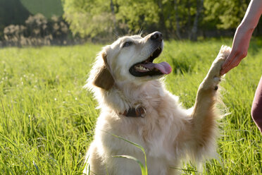 Porträt eines Golden Retrievers mit Pfote - BFRF000428