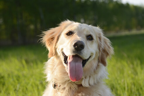 Porträt eines Golden Retrievers - BFRF000430