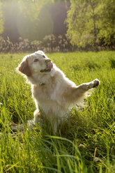 Porträt eines Golden Retrievers mit Pfote - BFRF000431