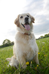 Porträt eines Golden Retrievers - BFRF000436